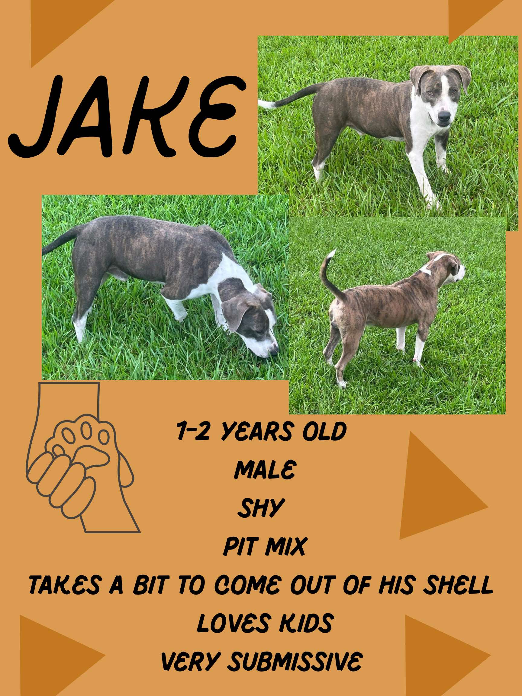 Jake, Adoptable, Young Male Pit Bull Terrier.