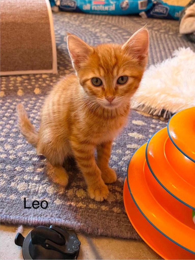 Enlarge Leo, a Adoptable mixed breed in Saint George, UT image 1/2