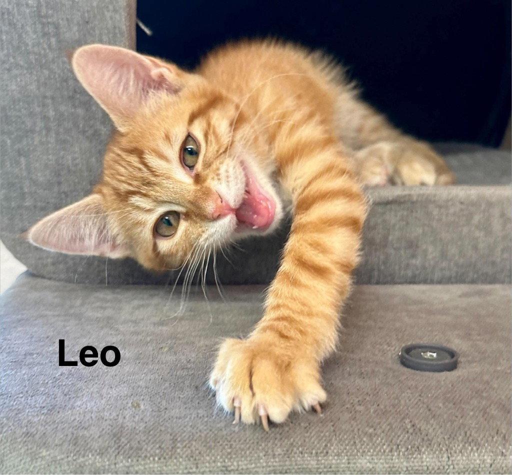 Enlarge Leo, a Adoptable mixed breed in Saint George, UT image 2/2