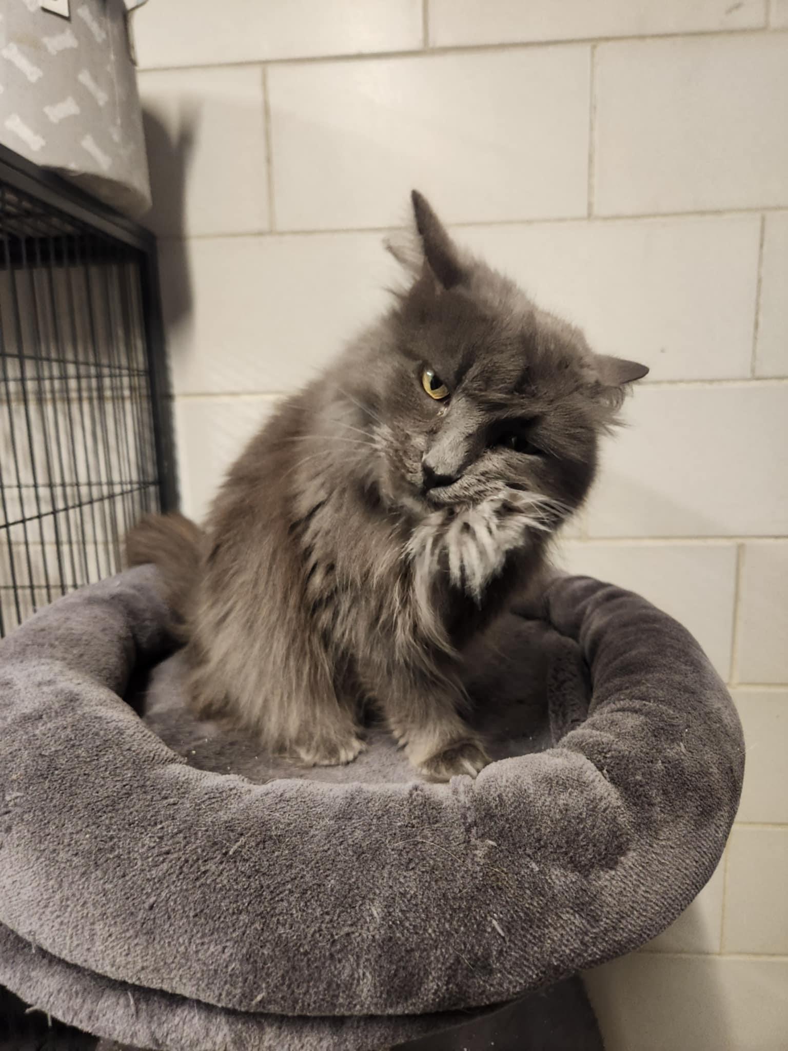 Gray-C, Adoptable, Young Female Domestic Long Hair.