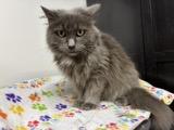 Gray-C, a Adoptable Domestic Long Hair in Caro, MI image 2/3