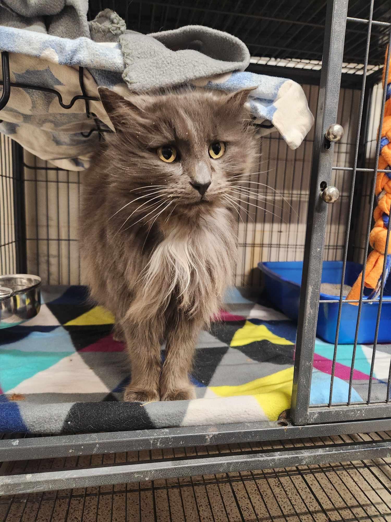 Gray-C, a Adoptable Domestic Long Hair in Caro, MI image 3/3