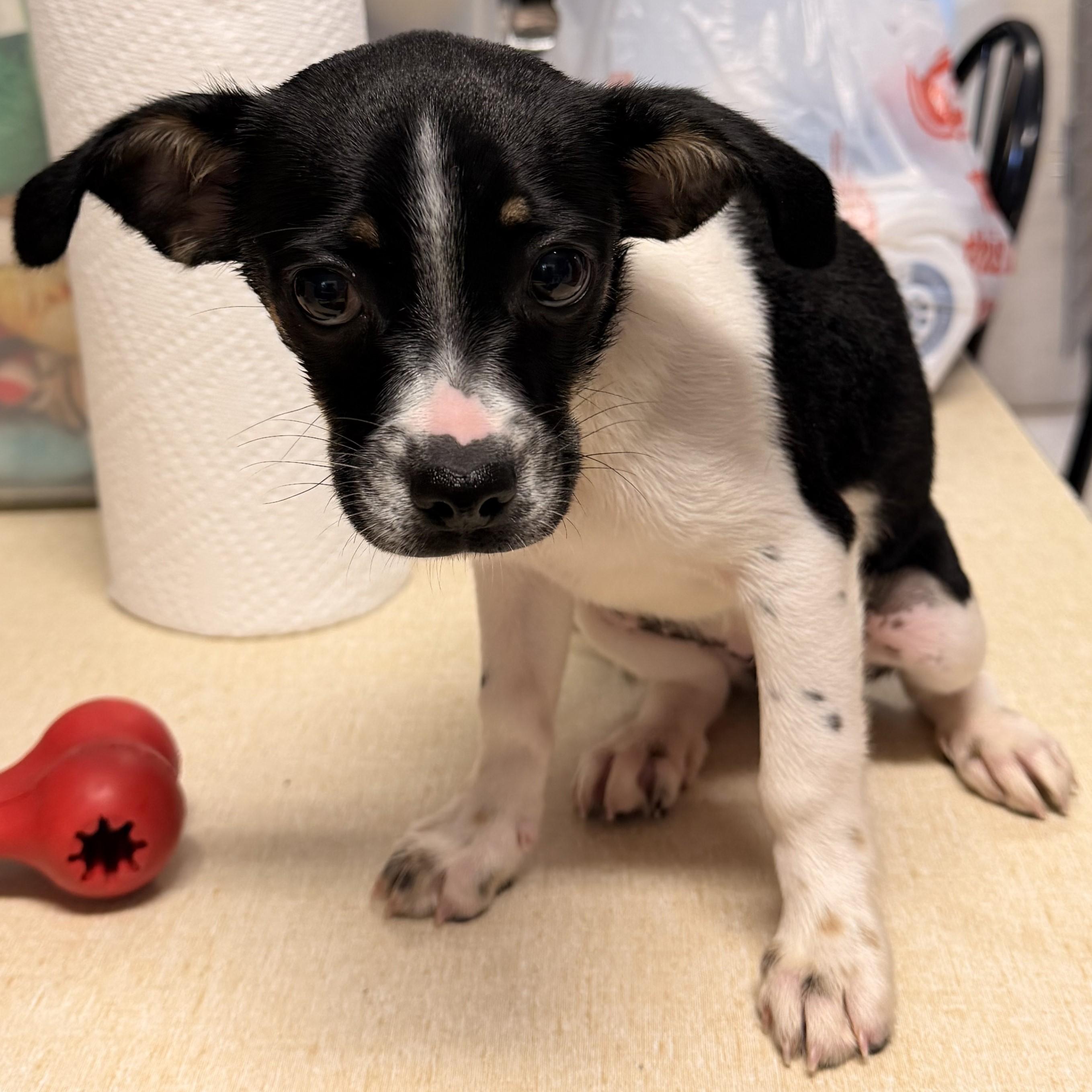 Pascal, an adoptable mixed breed in Aransas Pass, TX image 2/2