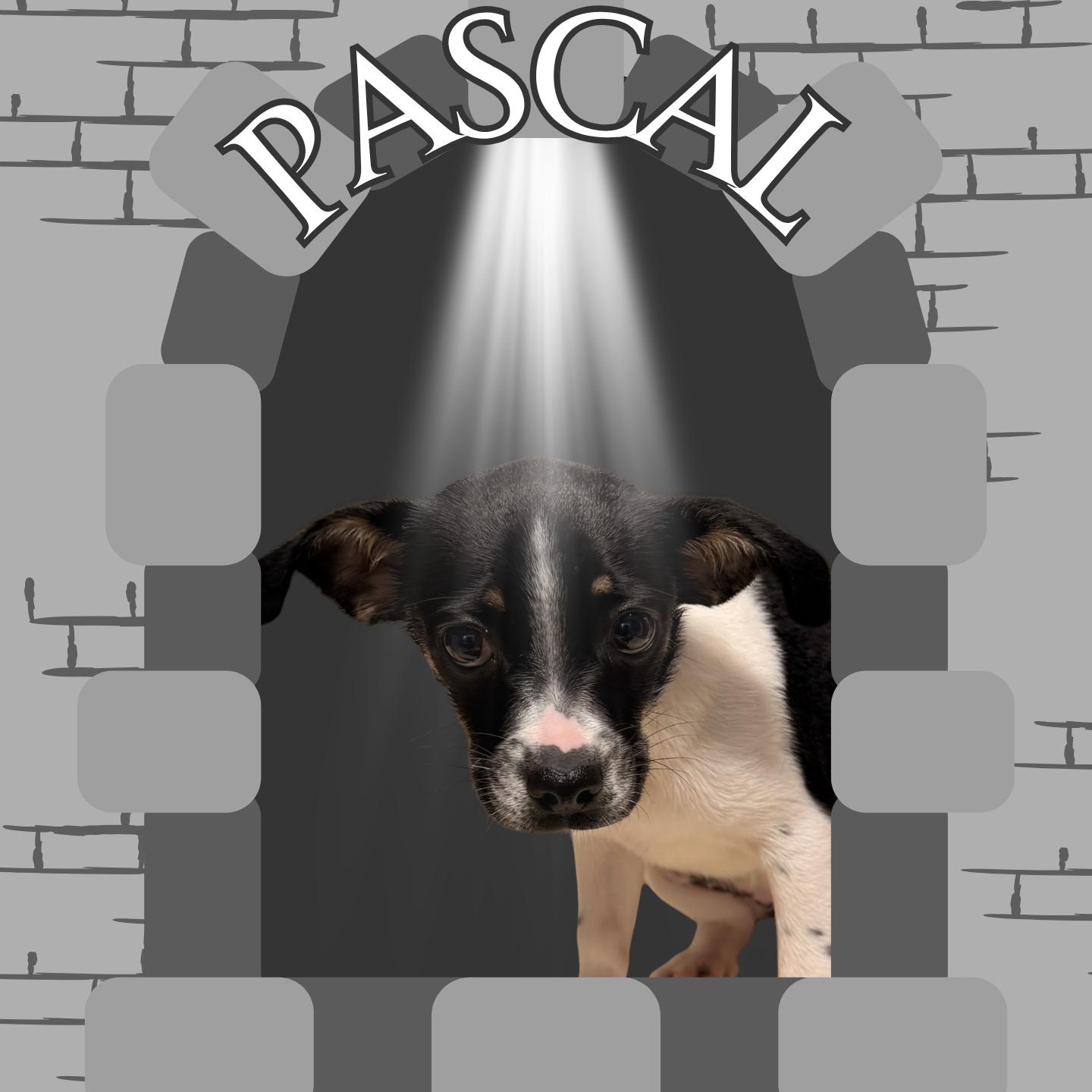 Pascal, an adoptable mixed breed in Aransas Pass, TX image 1/2