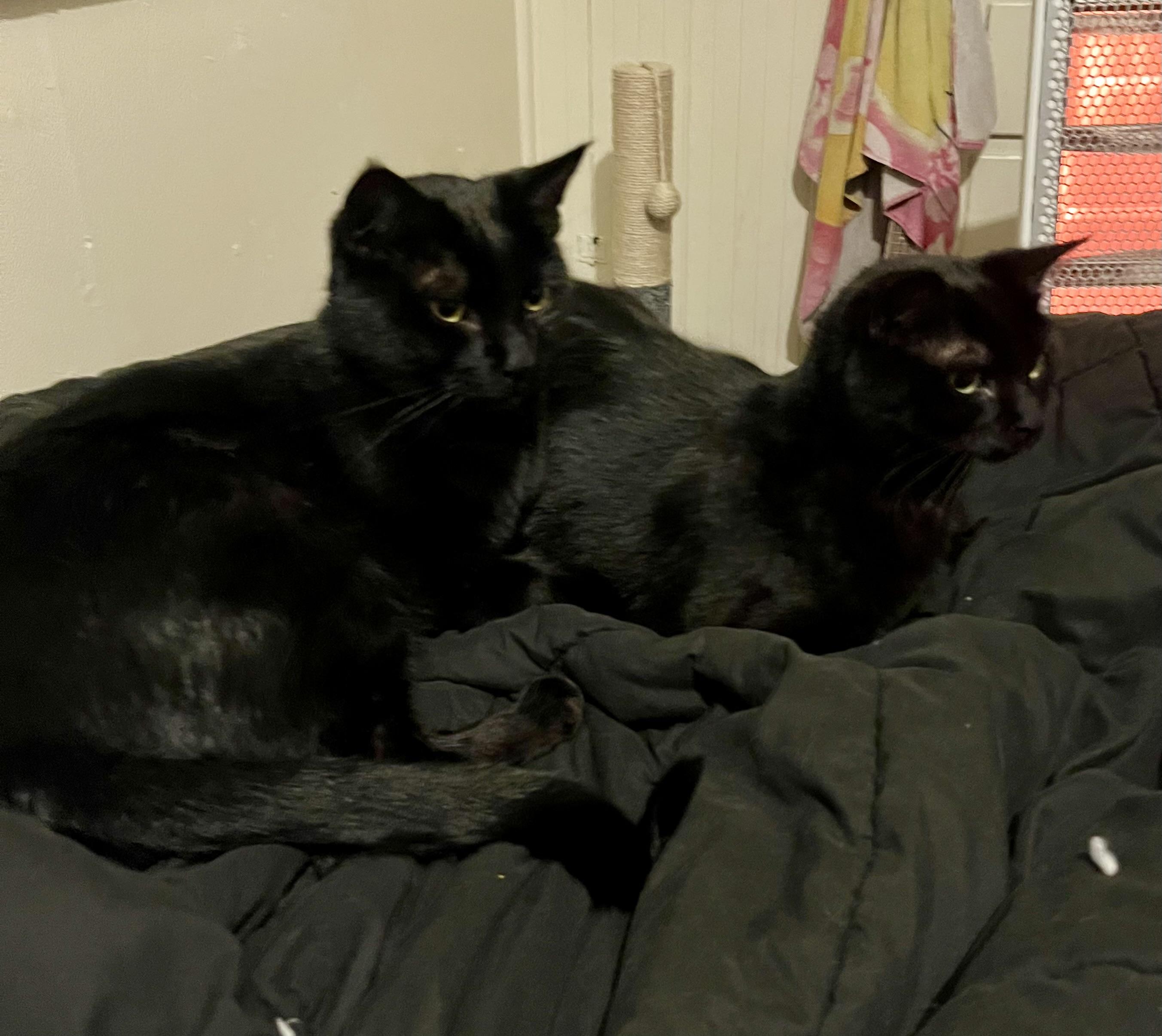 Enlarge Raven & Sanji, a ADOPTABLE Domestic Short Hair in Pocatello, ID image 3/6