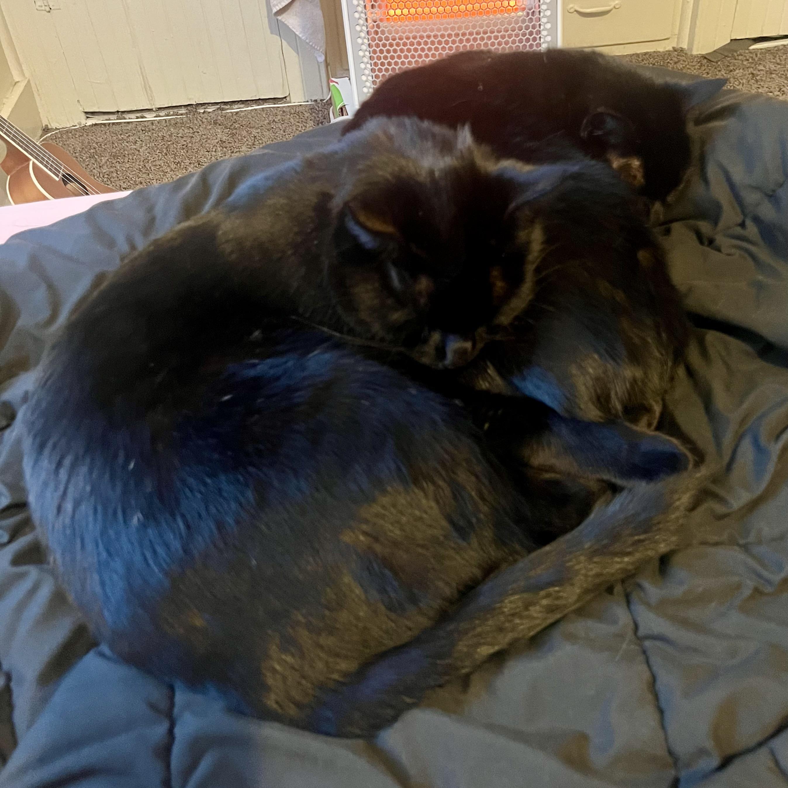 Enlarge Raven & Sanji, a ADOPTABLE Domestic Short Hair in Pocatello, ID image 6/6