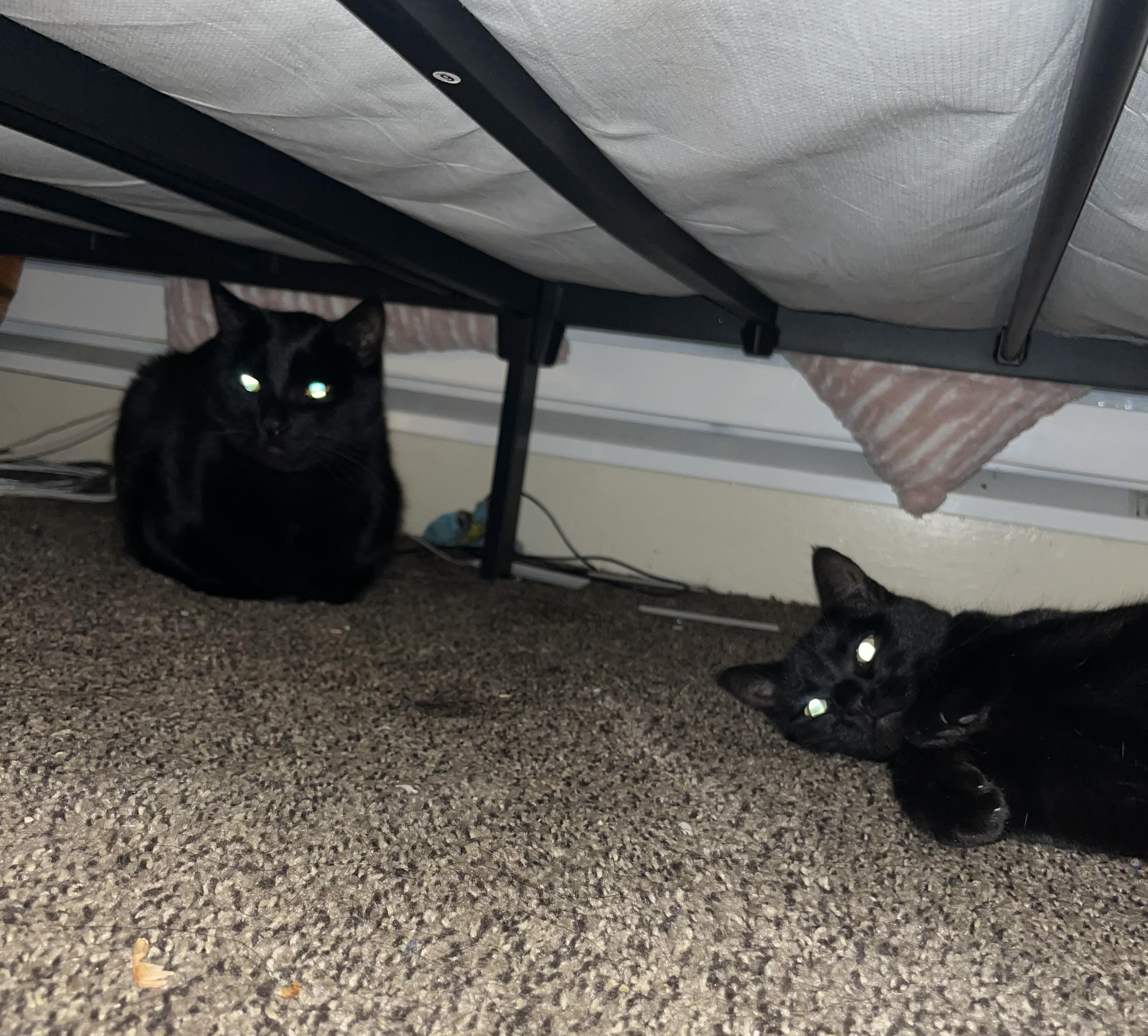 Enlarge Raven & Sanji, a ADOPTABLE Domestic Short Hair in Pocatello, ID image 4/6