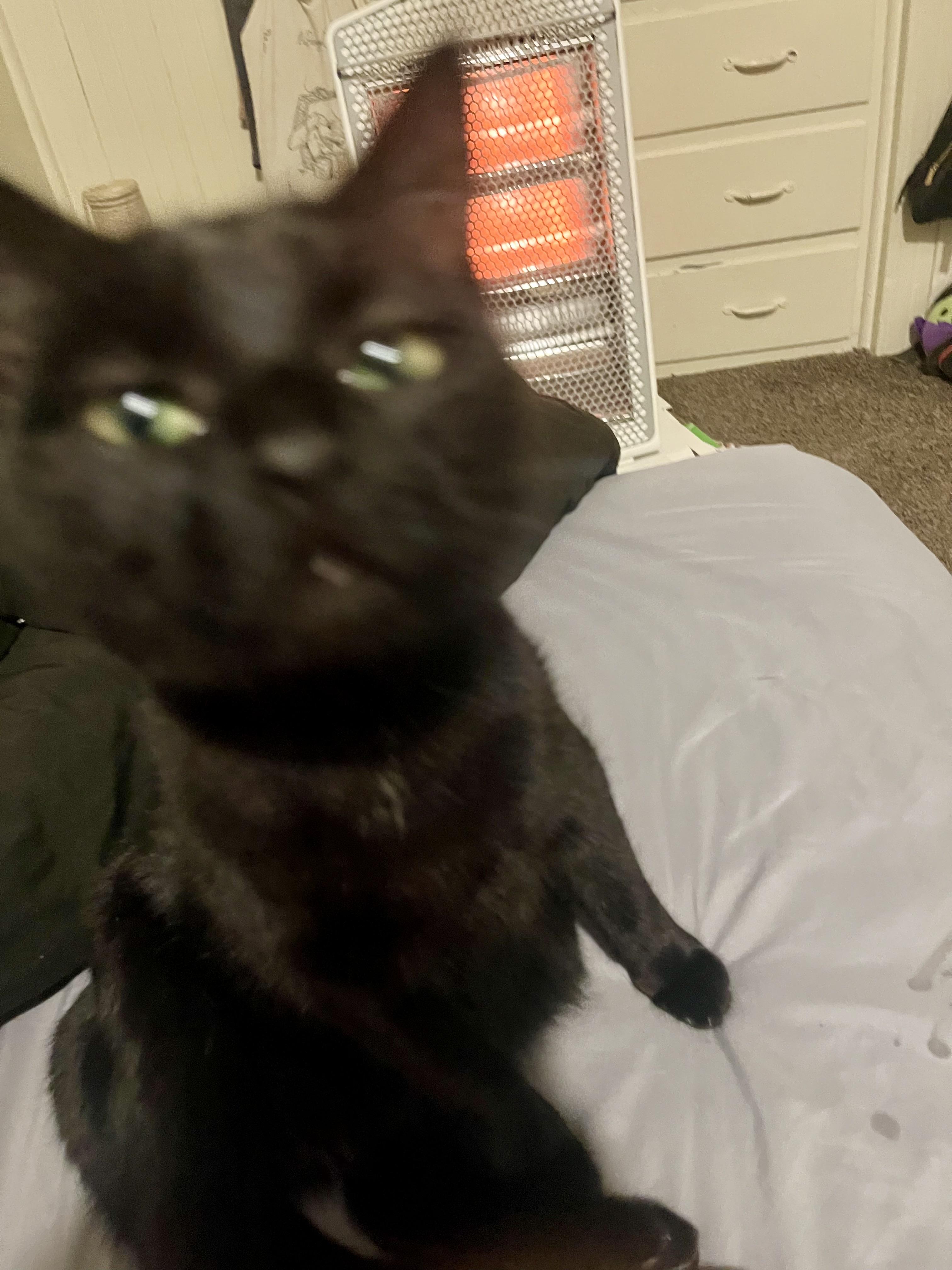 Enlarge Raven & Sanji, a ADOPTABLE Domestic Short Hair in Pocatello, ID image 5/6