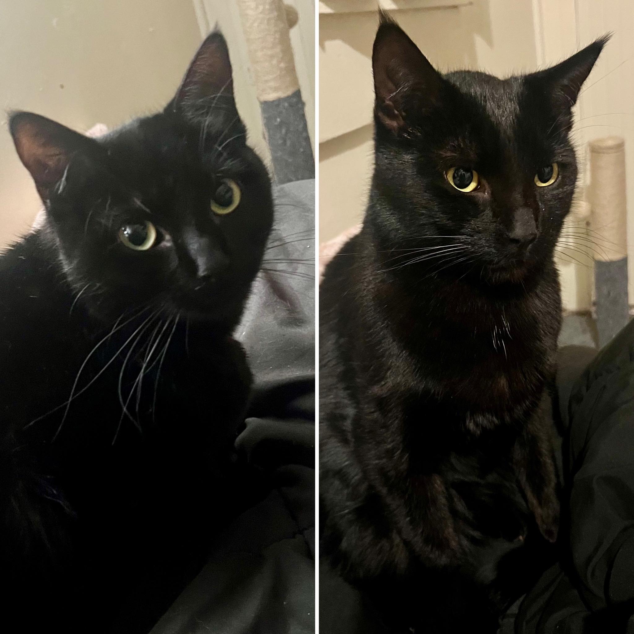 Raven & Sanji, ADOPTABLE, Young Male Domestic Short Hair.