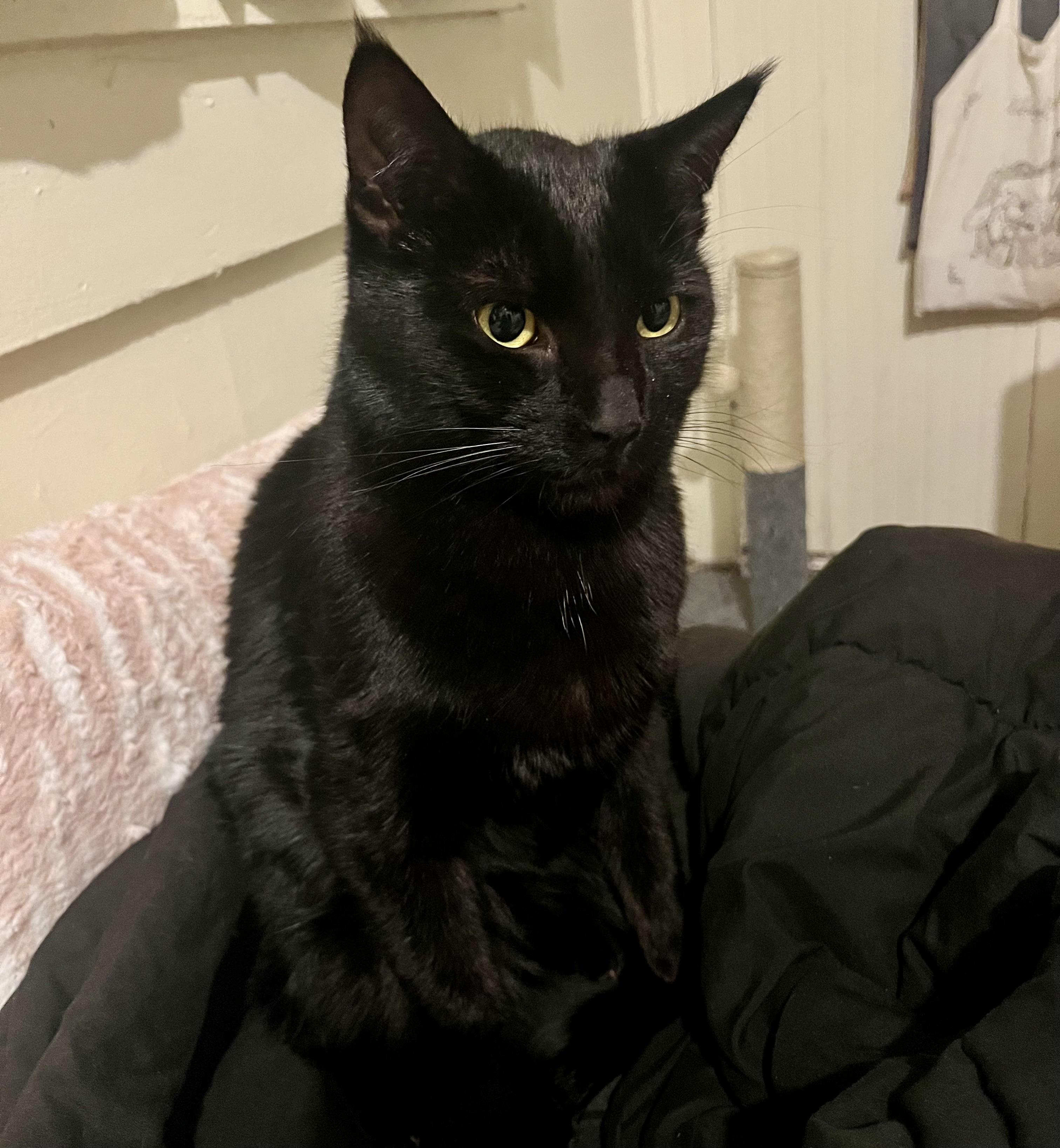 Enlarge Raven & Sanji, a ADOPTABLE Domestic Short Hair in Pocatello, ID image 2/6