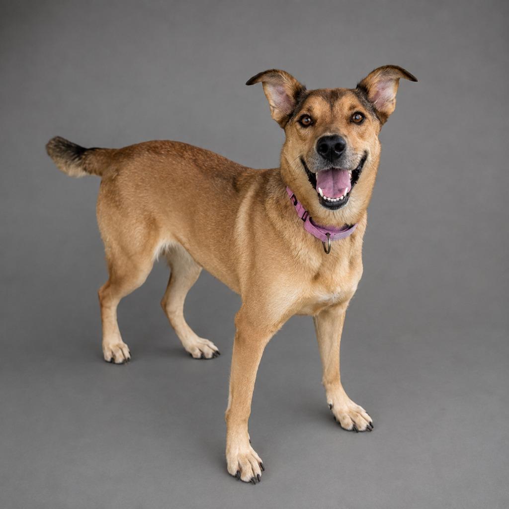 Fried Pickles, Adoptable, Young Female Collie & Mixed Breed.