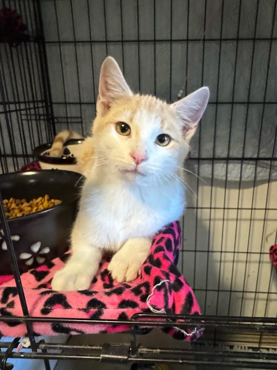 Everett, Adoptable, Young Male Domestic Short Hair.