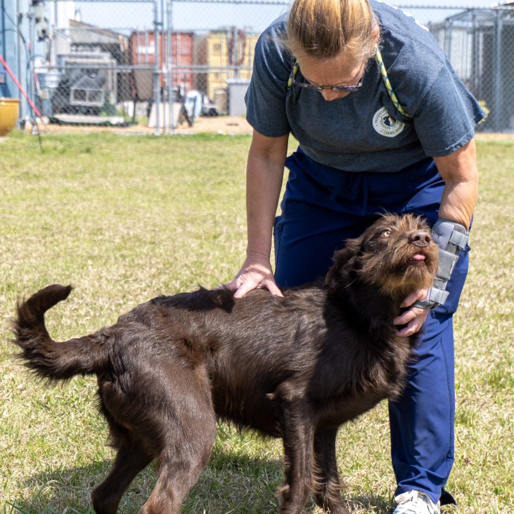 Enlarge Brice, a Adoptable mixed breed in Elizabeth City, NC image 1/6