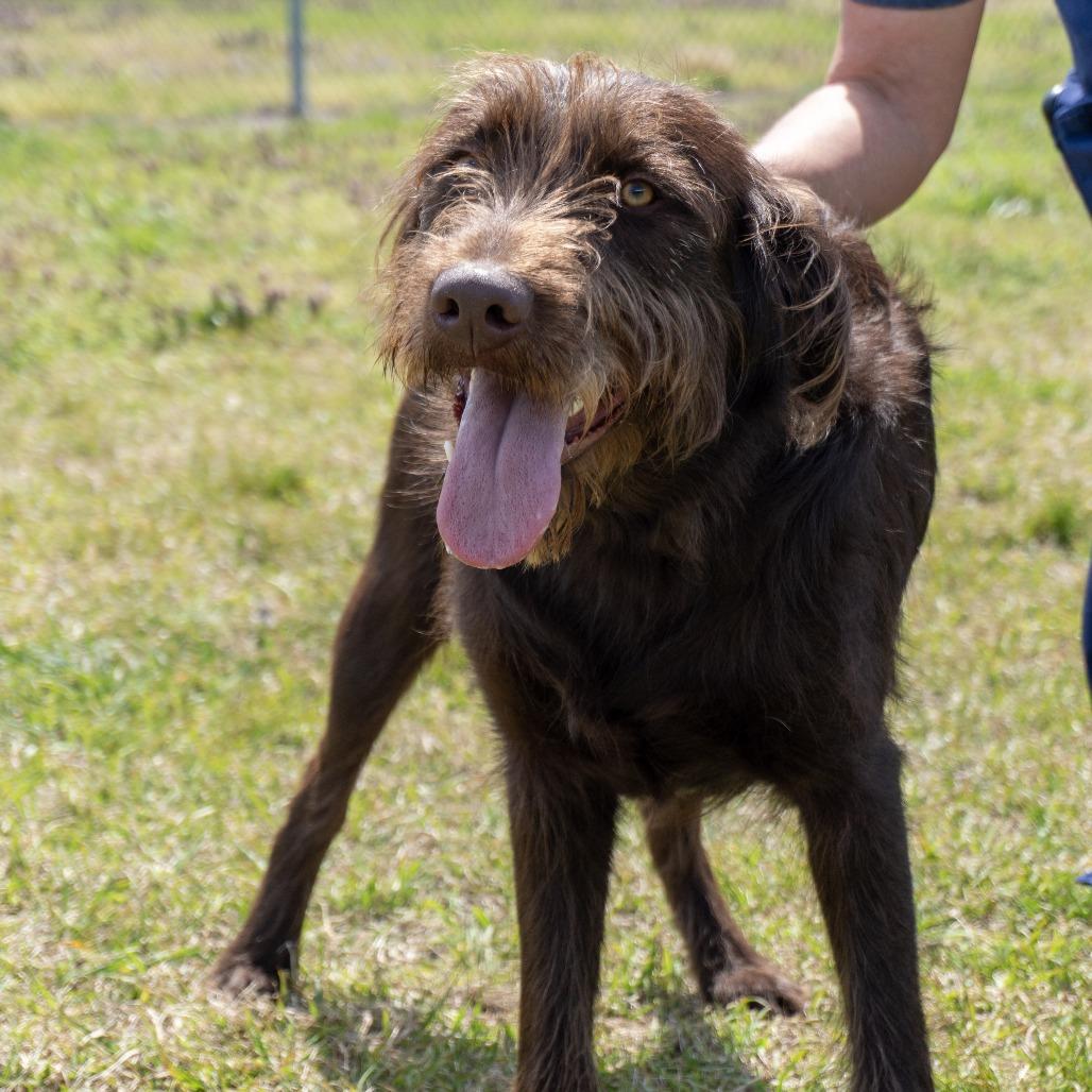 Enlarge Brice, a Adoptable mixed breed in Elizabeth City, NC image 2/6
