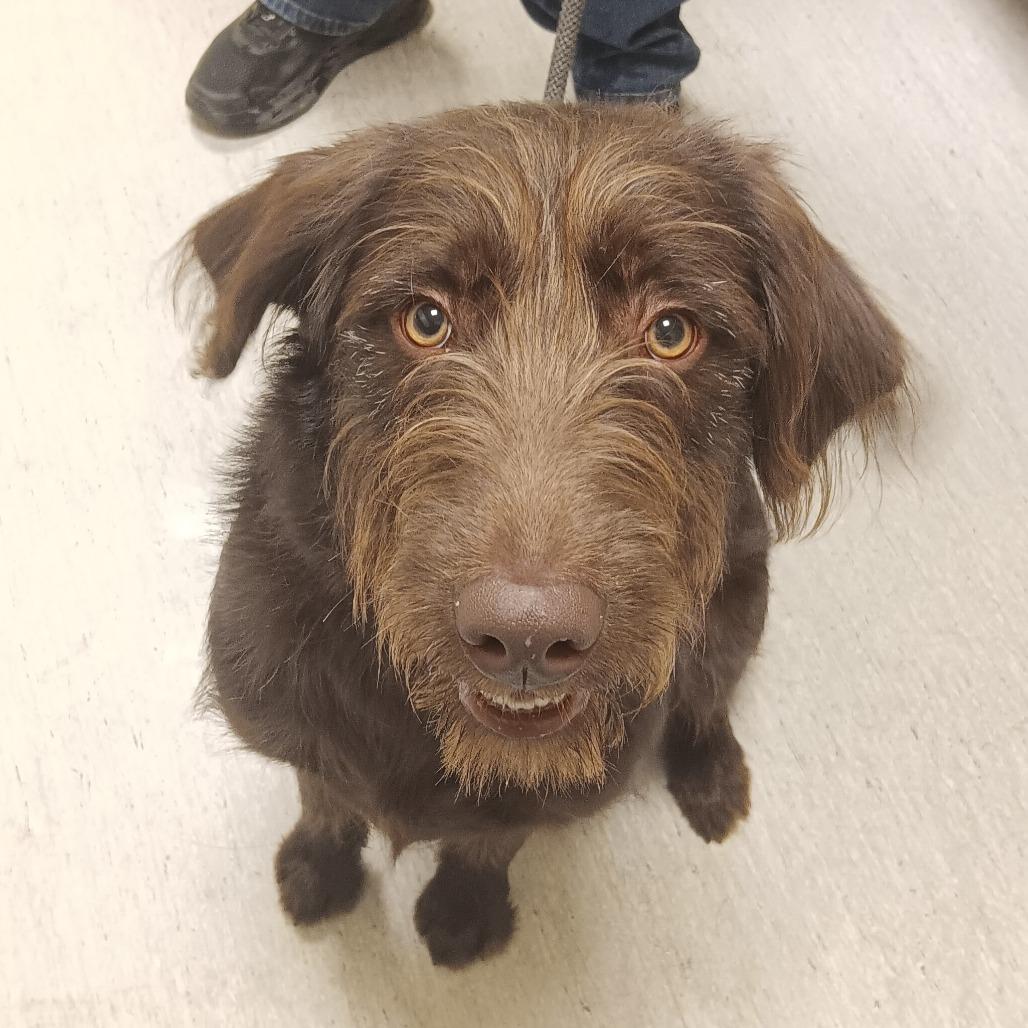 Enlarge Brice, a Adoptable mixed breed in Elizabeth City, NC image 3/6