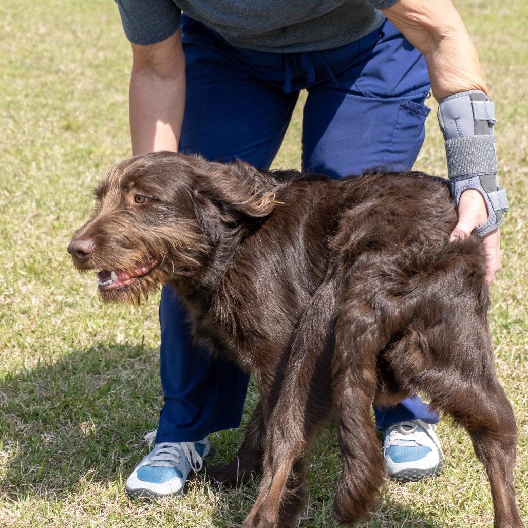 Enlarge Brice, a Adoptable mixed breed in Elizabeth City, NC image 4/6