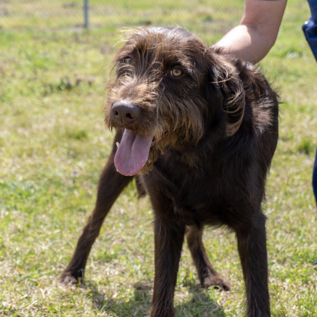 Enlarge Brice, a Adoptable mixed breed in Elizabeth City, NC image 5/6