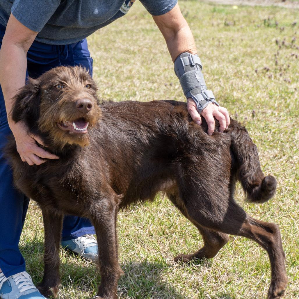 Enlarge Brice, a Adoptable mixed breed in Elizabeth City, NC image 6/6