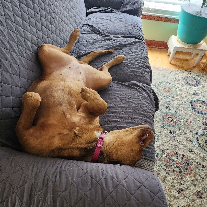 Kali, a Adoptable mixed breed in Livonia, MI image 2/5