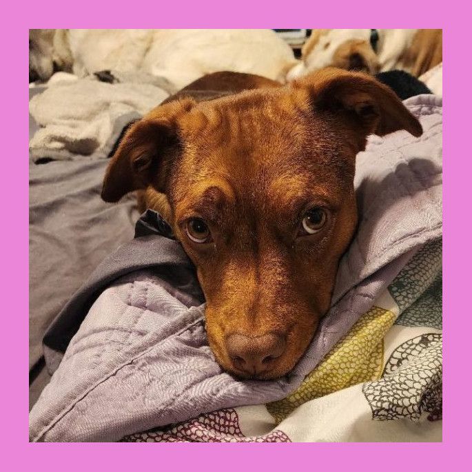 Kali, Adoptable, Adult Female Shepherd & Terrier.