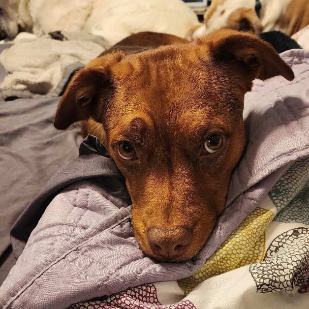 Kali, a Adoptable mixed breed in Livonia, MI image 3/5