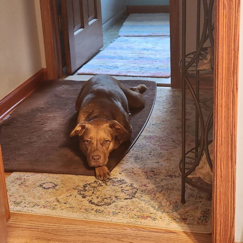 Kali, a Adoptable mixed breed in Livonia, MI image 4/5