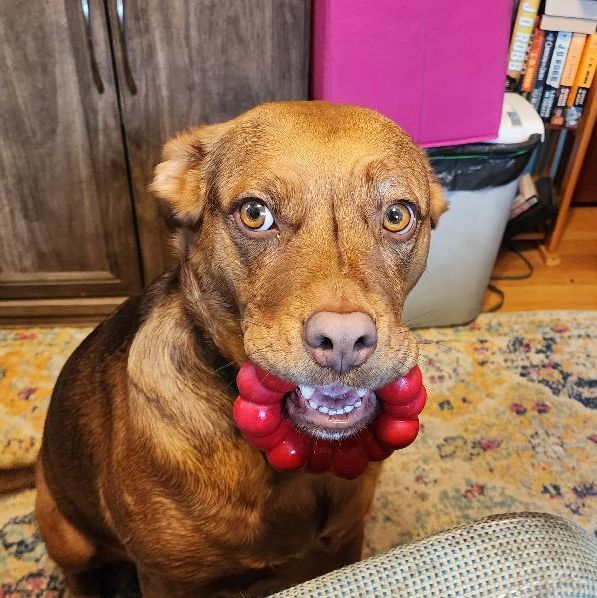 Kali, a Adoptable mixed breed in Livonia, MI image 5/5