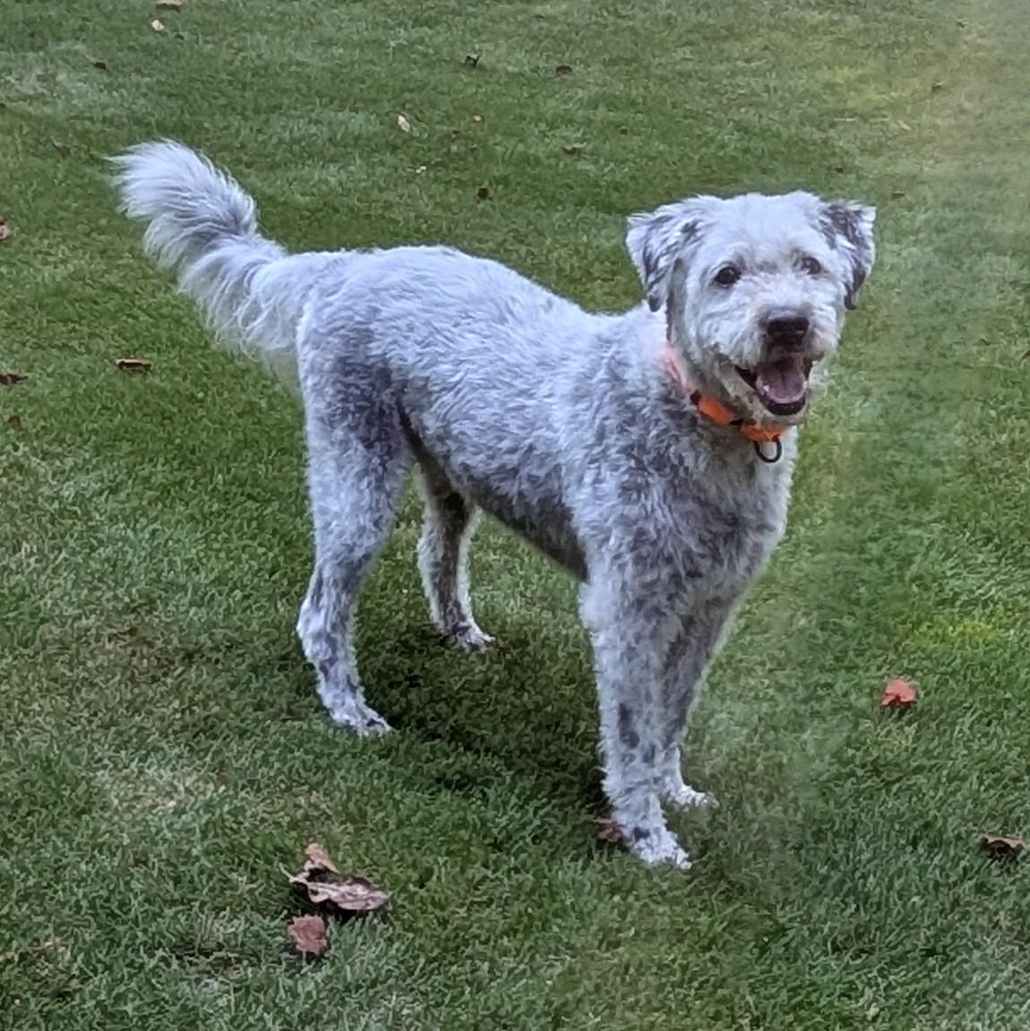 Tiberius, an adoptable Sheepadoodle in Cumming, GA, 30040 | Photo Image 1