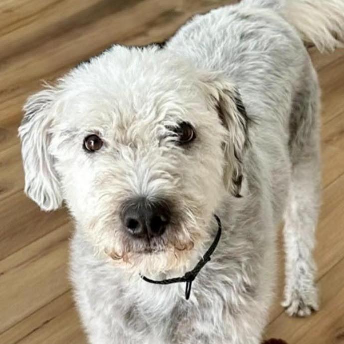 Tiberius, an adoptable Sheepadoodle, Old English Sheepdog in Cumming, GA, 30040 | Photo Image 2