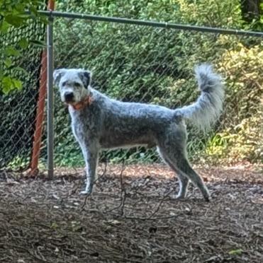 Tiberius, an adoptable Sheepadoodle in Cumming, GA, 30040 | Photo Image 4