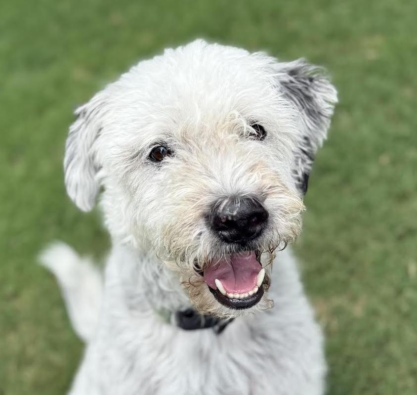 Tiberius, an adoptable Sheepadoodle, Old English Sheepdog in Cumming, GA, 30040 | Photo Image 3