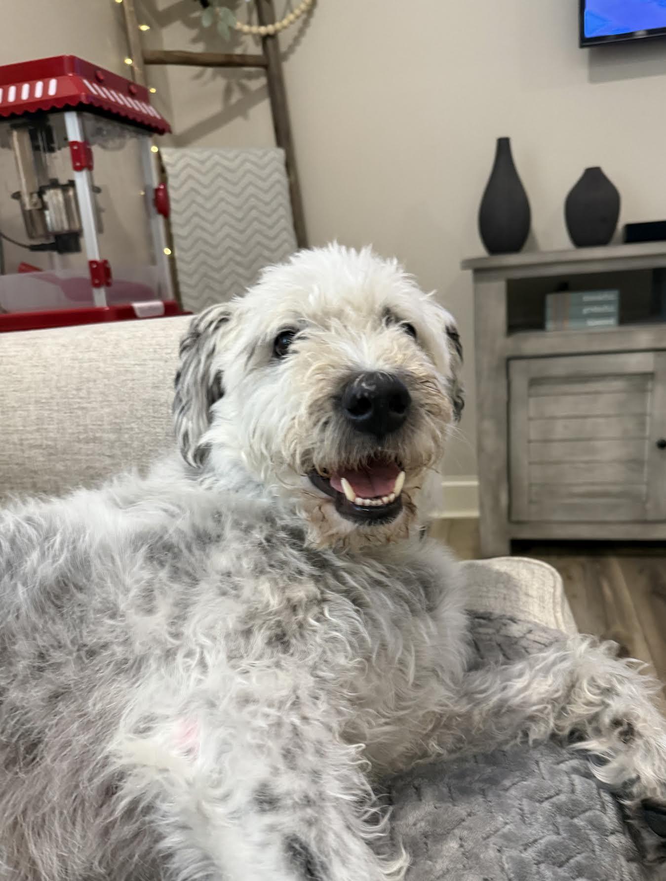 Tiberius, an adoptable Sheepadoodle, Old English Sheepdog in Cumming, GA, 30040 | Photo Image 4
