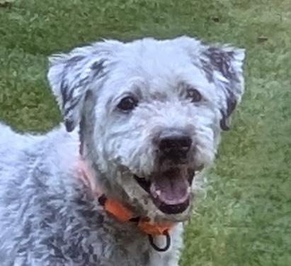 Tiberius, an adoptable Sheepadoodle in Cumming, GA, 30040 | Photo Image 2