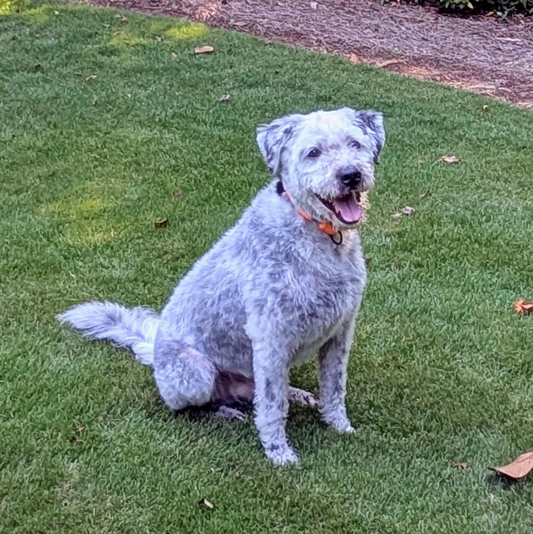 Tiberius, an adoptable Sheepadoodle in Cumming, GA, 30040 | Photo Image 3