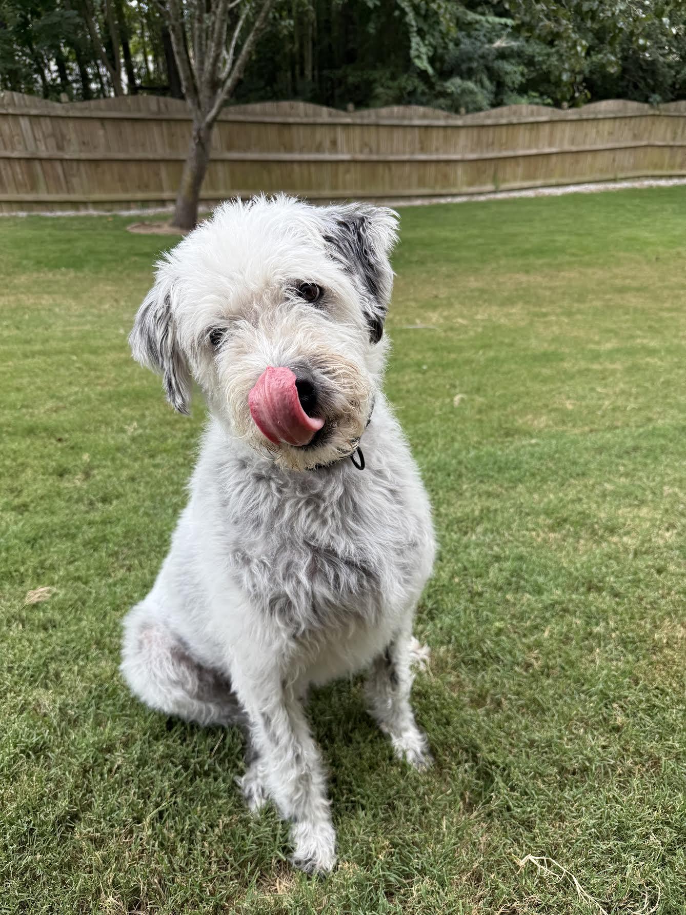 Tiberius, an adoptable Sheepadoodle, Old English Sheepdog in Cumming, GA, 30040 | Photo Image 5