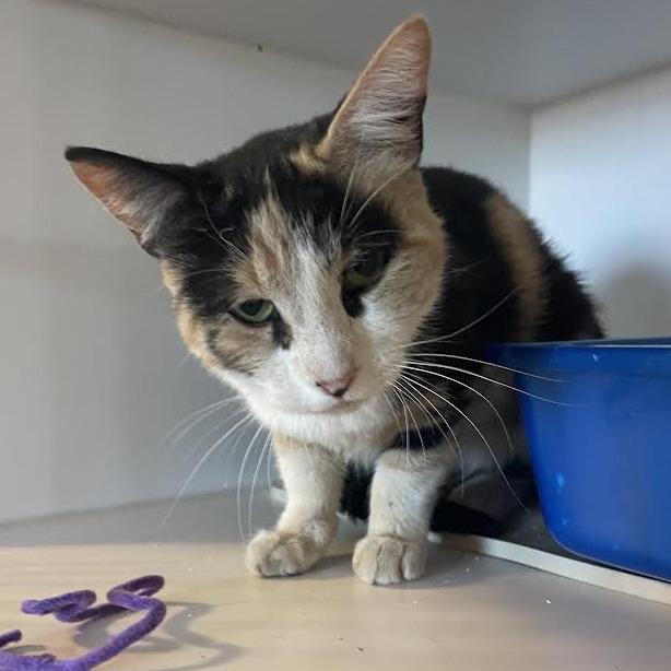 Lacey, Adoptable, Adult Female Domestic Short Hair.