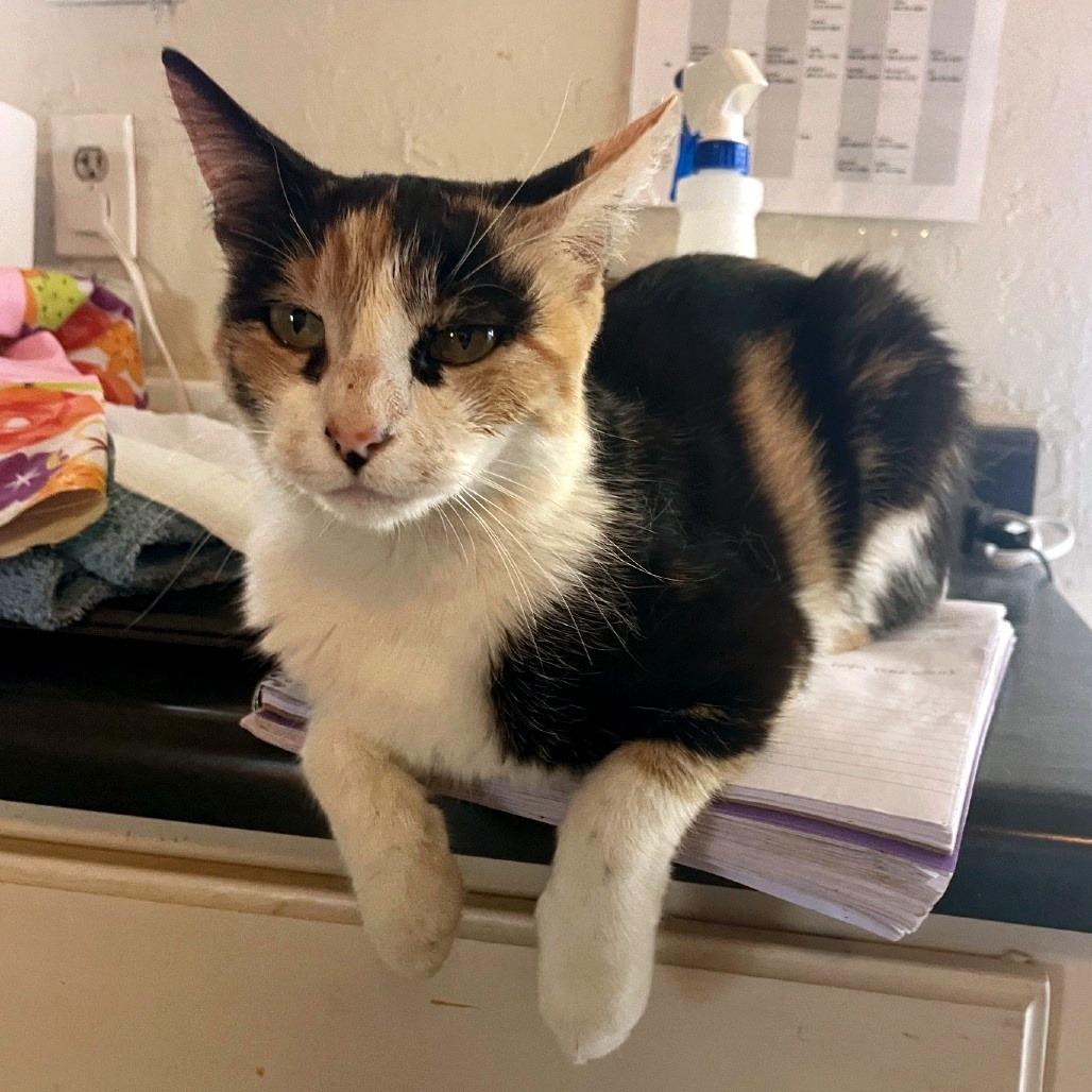 Enlarge Lacey, a Adoptable Domestic Short Hair in Prescott, AZ image 2/4
