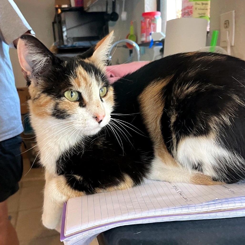 Enlarge Lacey, a Adoptable Domestic Short Hair in Prescott, AZ image 3/4