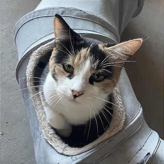 Enlarge Lacey, a Adoptable Domestic Short Hair in Prescott, AZ image 2/4