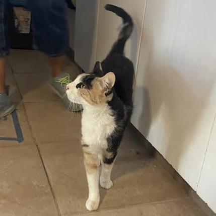 Enlarge Lacey, a Adoptable Domestic Short Hair in Prescott, AZ image 4/4