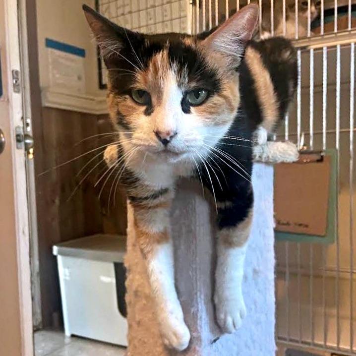 Enlarge Lacey, a Adoptable Domestic Short Hair in Prescott, AZ image 4/4