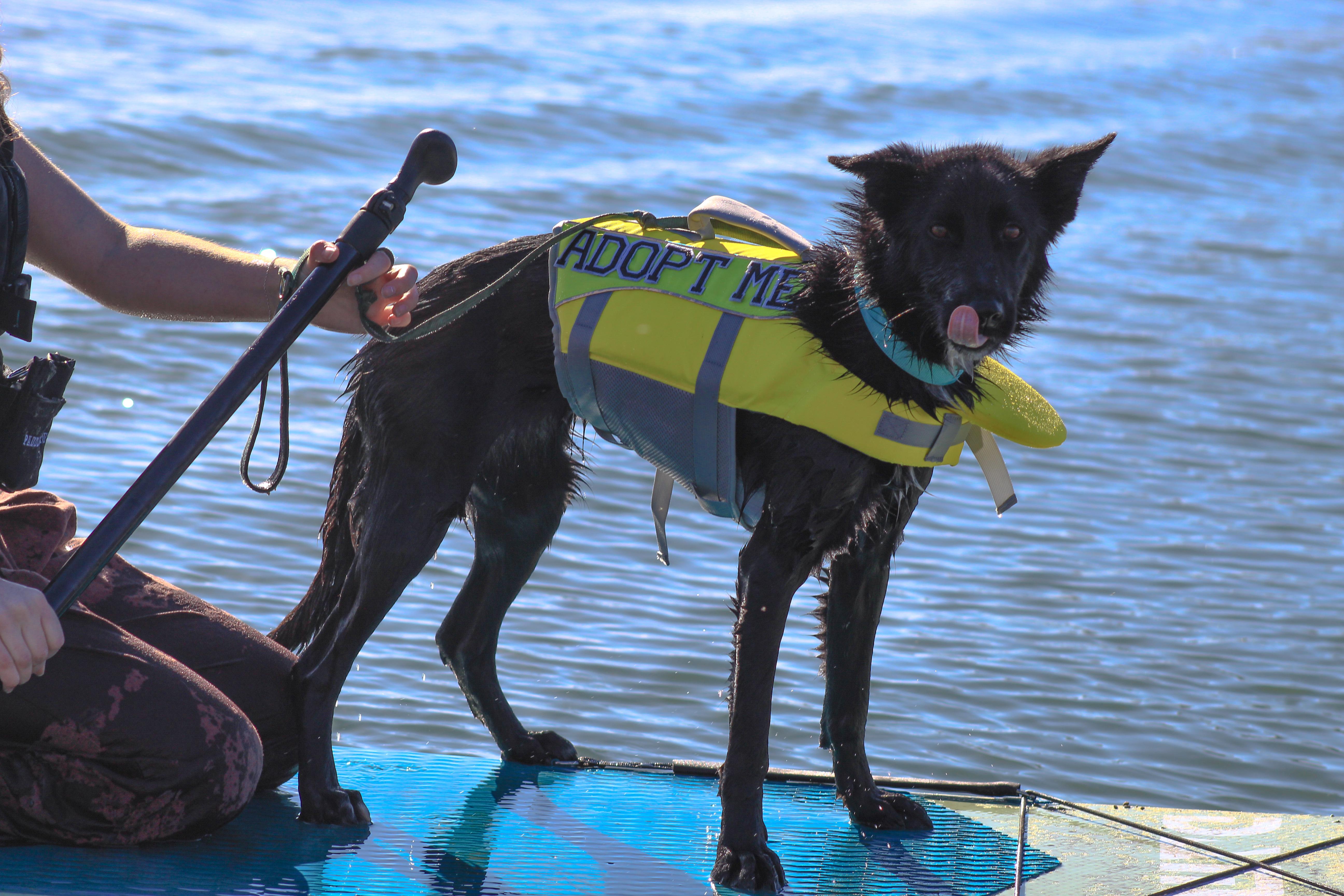 Enlarge Lolly, a Adopted mixed breed in Atascadero, CA image 5/5