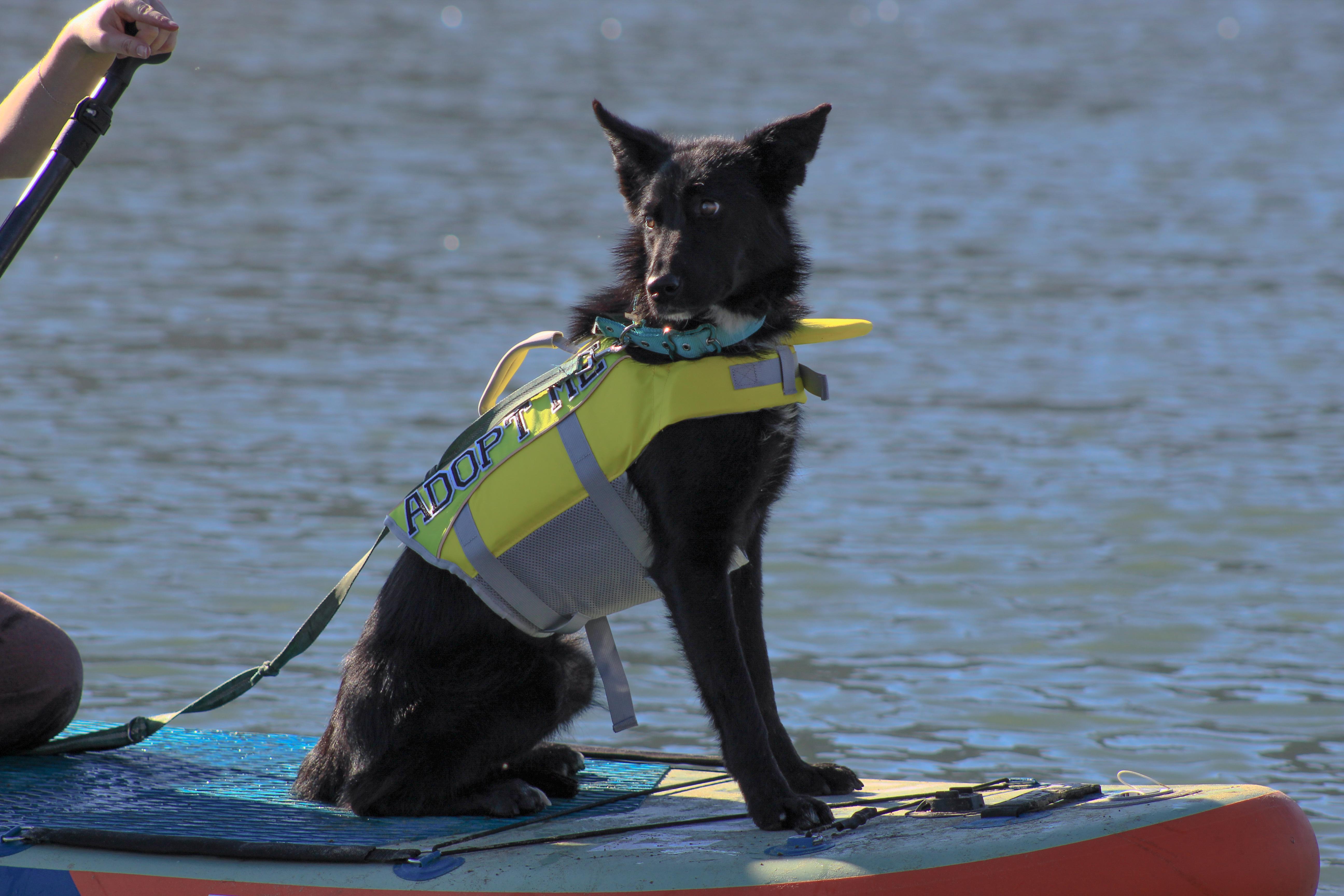 Enlarge Lolly, a Adopted mixed breed in Atascadero, CA image 1/5