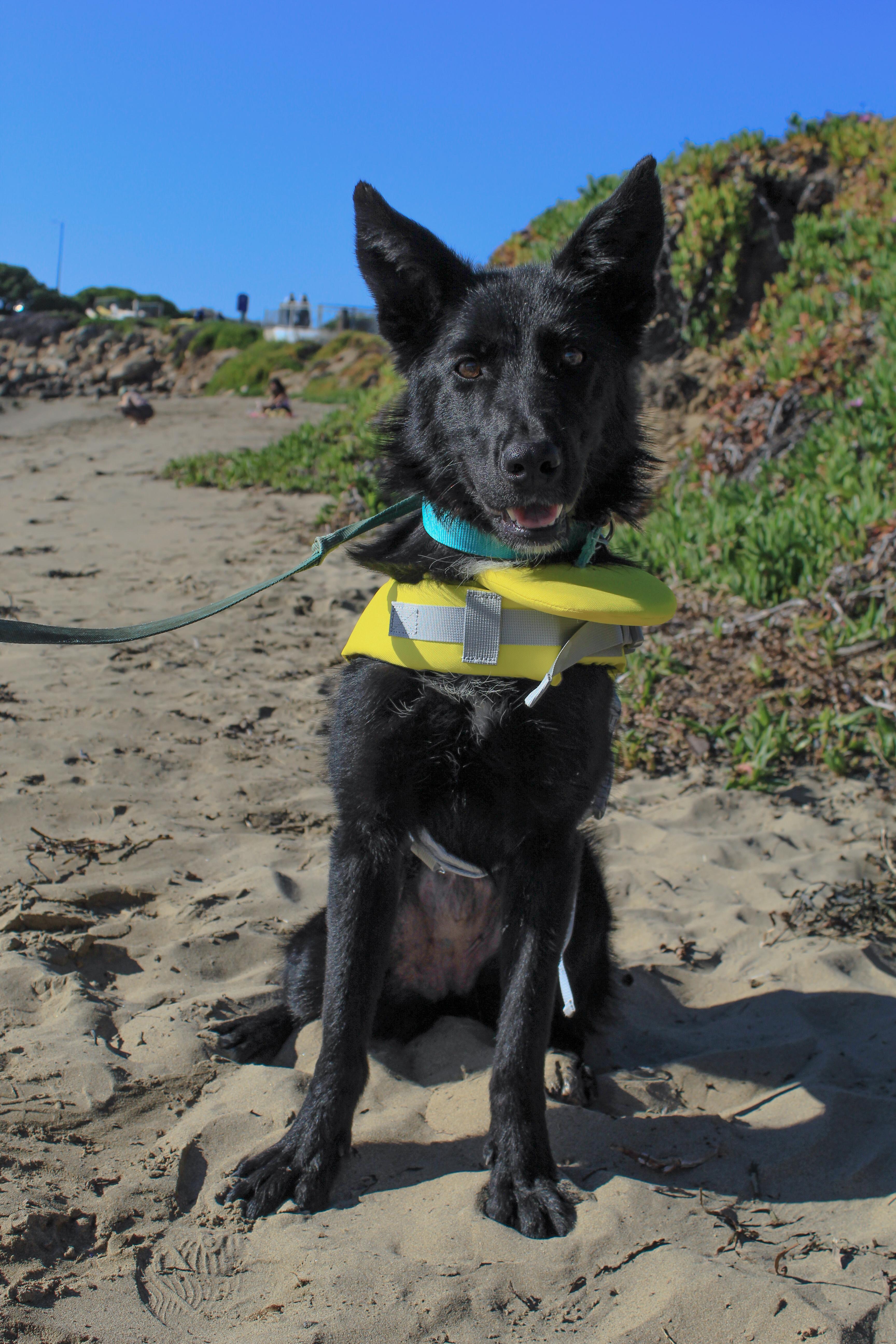 Enlarge Lolly, a Adopted mixed breed in Atascadero, CA image 3/5