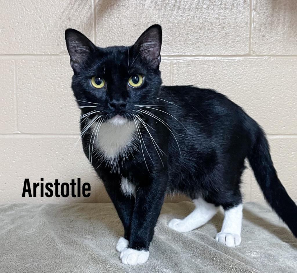 Aristotle, Adoptable, Adult Male Domestic Short Hair.