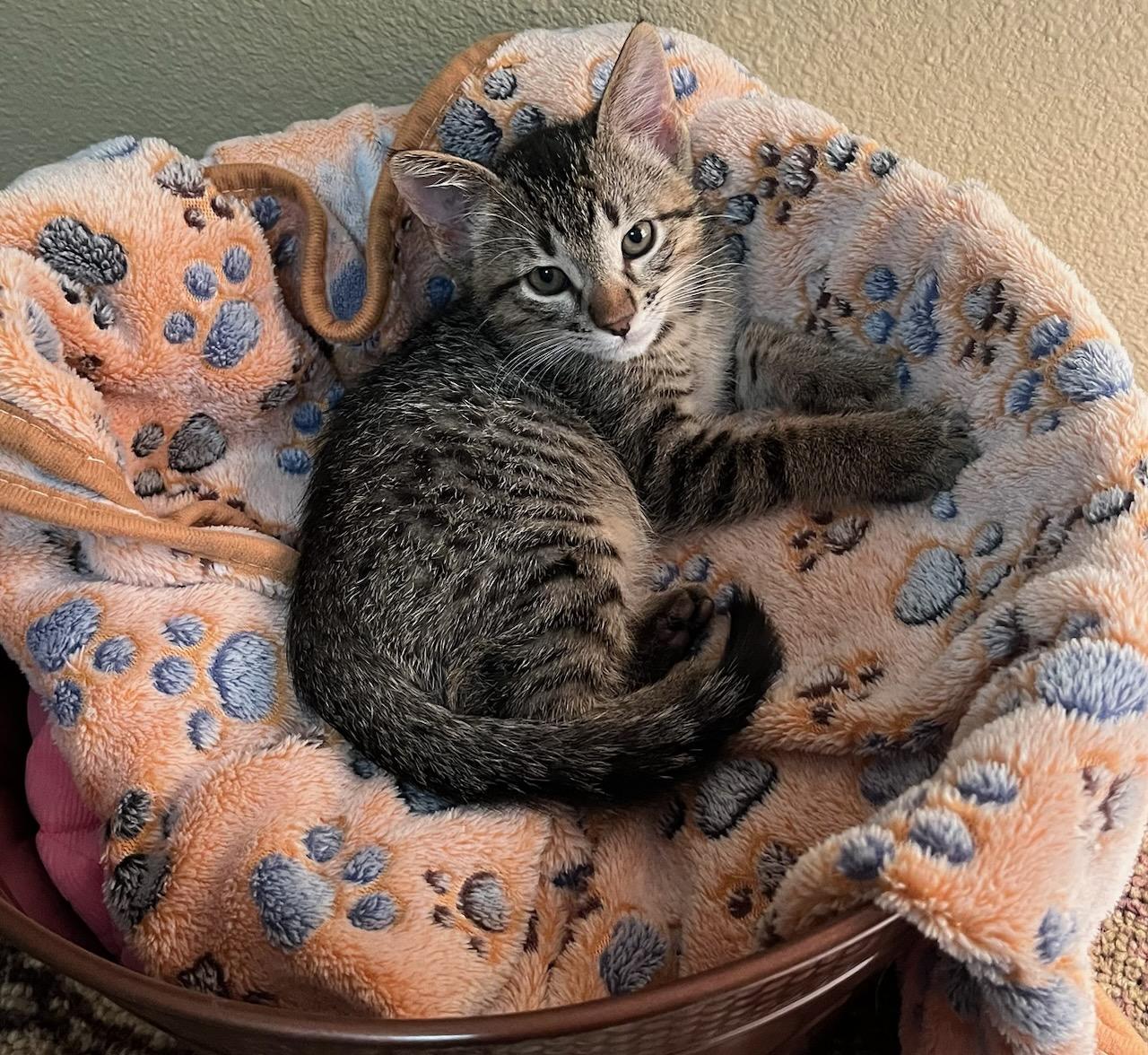 Ziggy – A Little Survivor with a Big Heart and an Even Bigger Love for Life