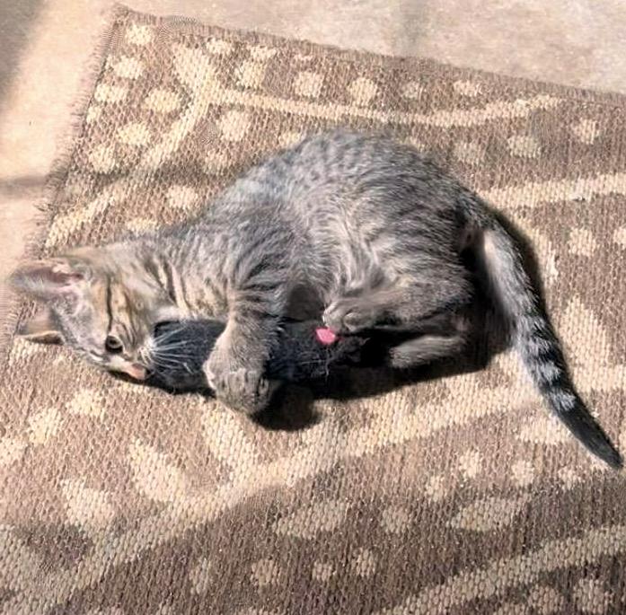 Ziggy – A Little Survivor with a Big Heart and an Even Bigger Love for Life