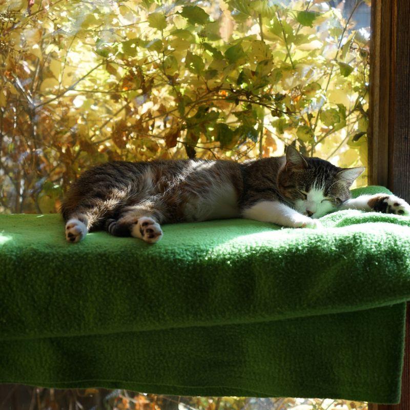 Enlarge Eva, a Adoptable Domestic Short Hair in Jackson, WY image 1/2