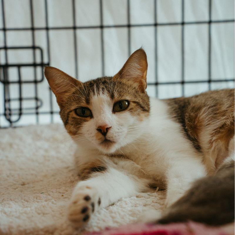 Enlarge Eva, a Adoptable Domestic Short Hair in Jackson, WY image 2/2