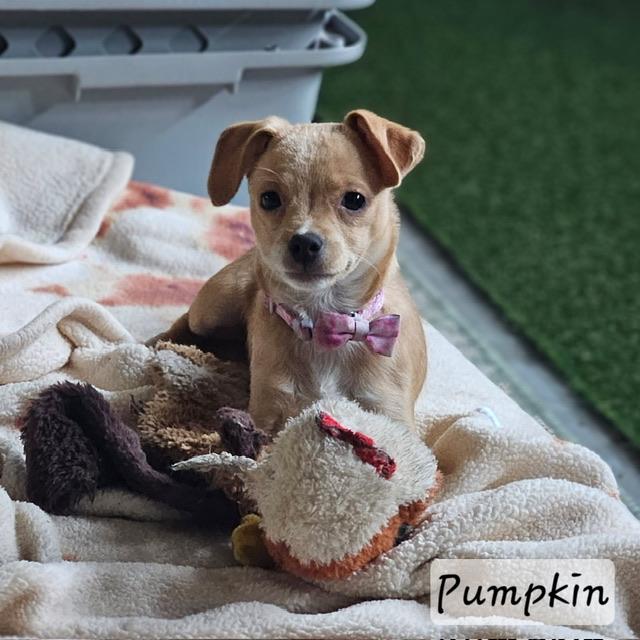 Enlarge Pumpkin, a Adoptable mixed breed in clayton , CA image 1/6